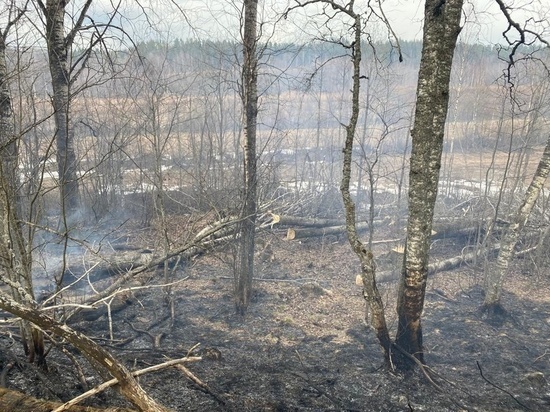 Из-за неосторожного обращения с огнем в Карелии загорелся лес