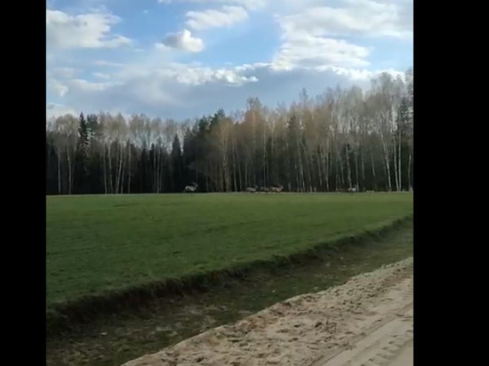 Во Владимире вдоль трассы бегают олени