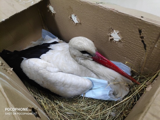 «Отрезали гниющее крыло»: в Псковской области спасли умирающего аиста