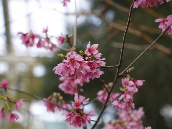 Сакура в Ботаническом саду может распуститься ко Дню Победы