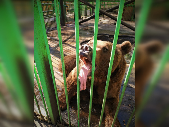 В Петербурге и Ленобласти начали замечать медведей, рысей и лис