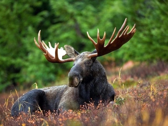 Новосибирский браконьер заплатит 400 тысяч за убитого лося