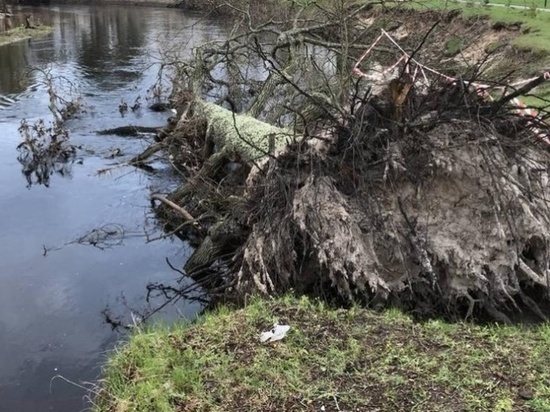 В Брянске половодье смыло вековой дуб