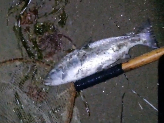 Рыбак поймал симу не по правилам на Сахалине