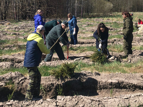 В рамках акции «Сад памяти» в Калининградской области высадили более двух тысяч деревьев