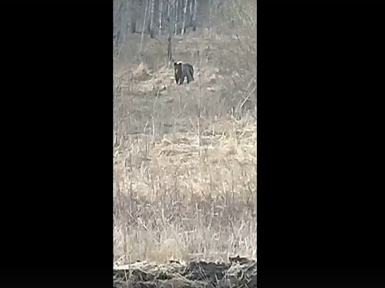 Лесничий заснял на видео медведя в лесу Назаровского района Красноярского края