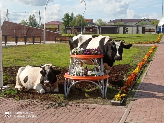 Портят цветы: селян в ЯНАО просят не выпускать коров на самовыгул