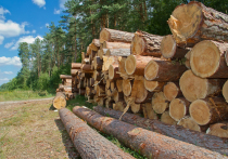 Заготовка древесины в России в период с января по март снизилась на 2,4% — с 70,7 млн до 68,9 млн куб. м.