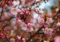 Совсем скоро петербуржцы смогут полюбоваться цветением сакуры. Дерево уже понемногу распускает бутоны в Саду дружбы на Литейном проспекте, а спустя время будет красоваться нежно-розовыми цветами в Ботаническом саду Петра Великого.
