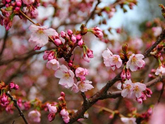 В Ботаническом саду рассказали, когда петербуржцы смогут полюбоваться цветением сакуры