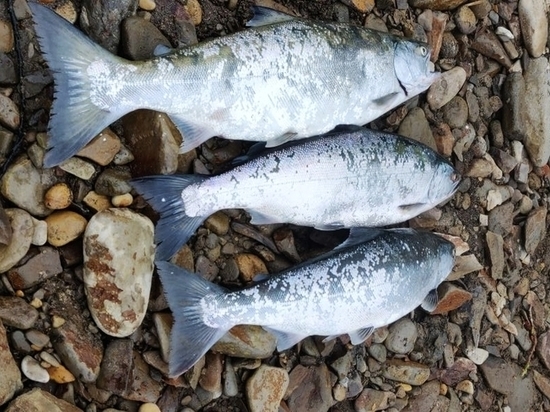 Любительский лов симы на Сахалине: цена одной рыбы и участки добычи