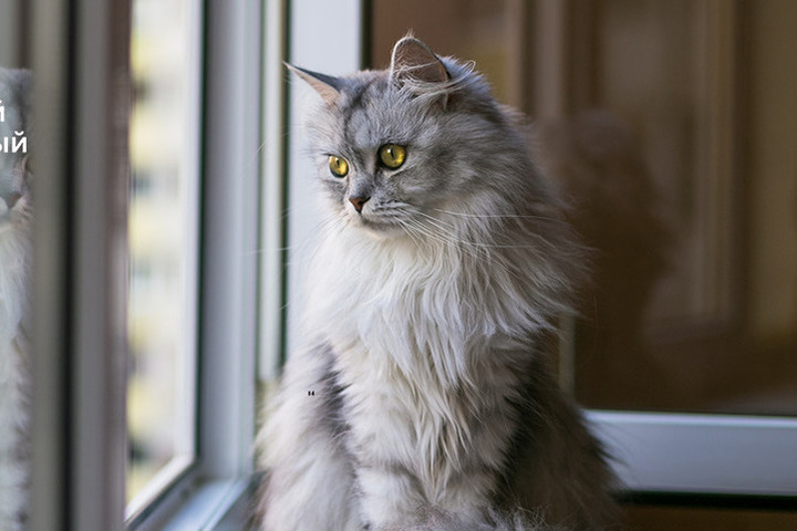 Ветеринары рассказали чем опасны открытые окна для кошек