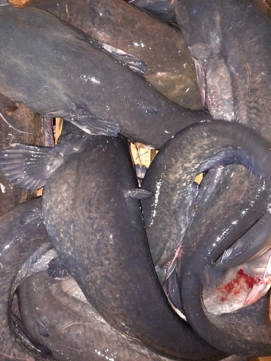 В Астраханской области двое рыбаков украли рыбу