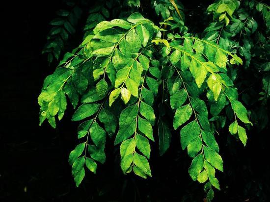 Чудо-растение: листья, которые способны вернуть цвет седым волосам