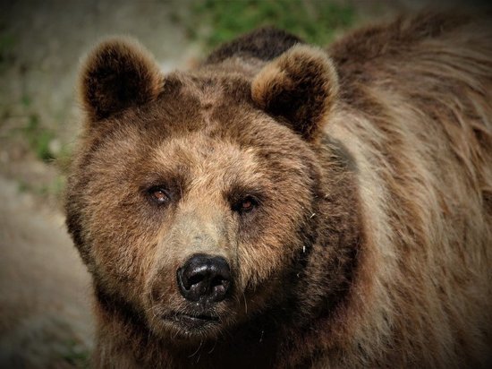 Охотники добыли больного медведя в Карелии, был введен карантин