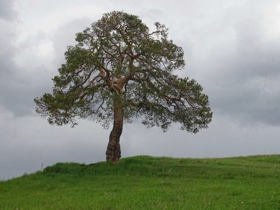 Удмуртская 360-летняя сосна может стать Деревом года России