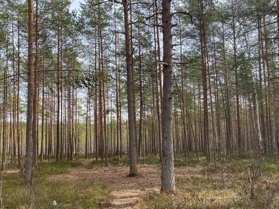 В Ленобласти потеплеет до плюс 14 градусов 5 мая