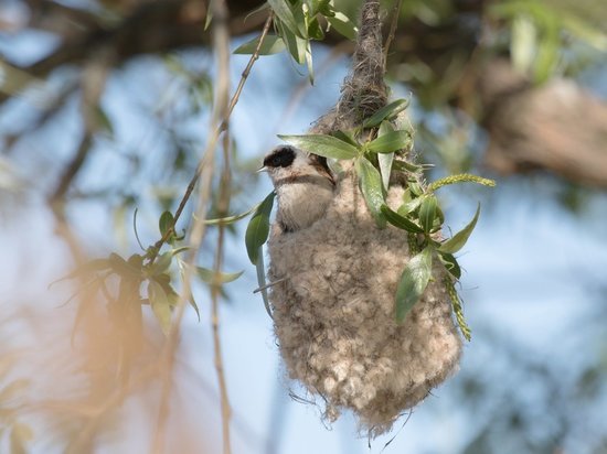 Петербуржцам рассказали о птице, вьющей гнезда в виде варежки