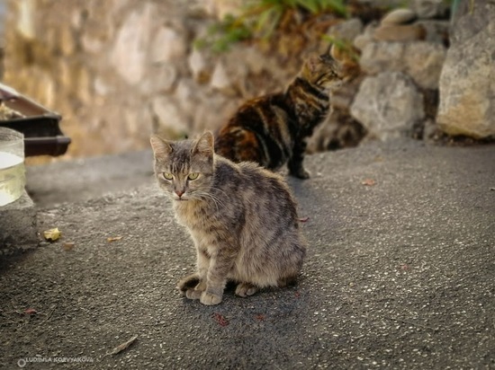 Жительница Кондопоги держит 14 кошек, которые не мешают соседям