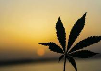 Продажи марихуаны на территории США в медицинских целях в прошедшем 2021 году выросли на 30% и составили 24,5 миллиарда долларов