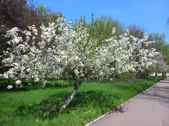 В Станице Луганской высадят Сад памяти