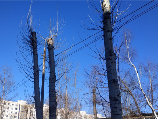 В Хабаровском крае ожидается потепление и порывы ветра