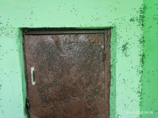 Ярославские коммунальщики вырастили в жилом доме рекордное количество мух