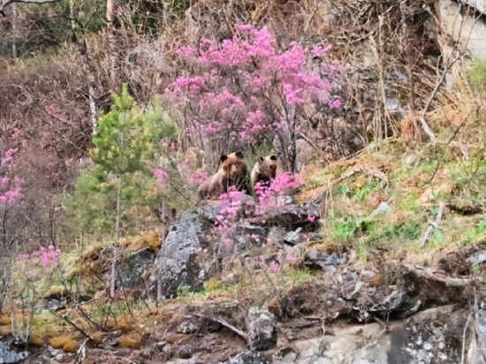 На Алтае заметили медведицу с медвежонком, которые любовались цветущим маральником