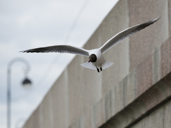 Фотографии окольцованной чайки из Кронштадта привлекли внимание орнитологов из соцсети