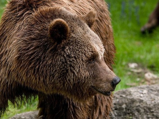 На железной дороге в Карелии погиб медведь