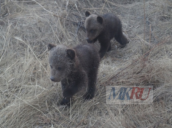 В Красноярском крае стартовал учет численности бурых медведей на заповедных территориях