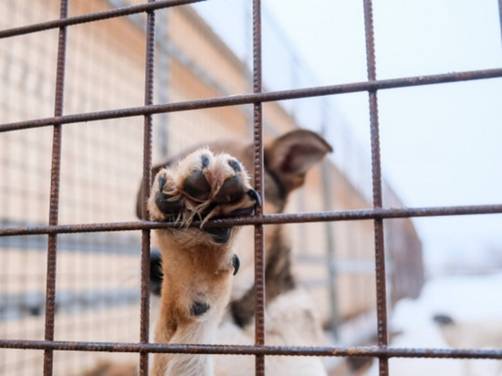 Волгоградских бездомных собак атакует паралич конечностей