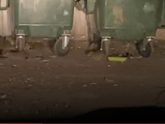 Десятки крыс каждую ночь атакуют дворовую мусорку в Екатеринбурге