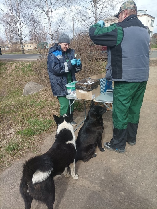 В Рыбинске 2 собаки и кот сами пришли на вакцинацию