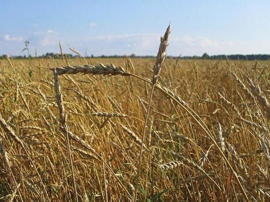 ООН призывает вернуть продовольствие из РФ, Белоруссии и Украины на рынки