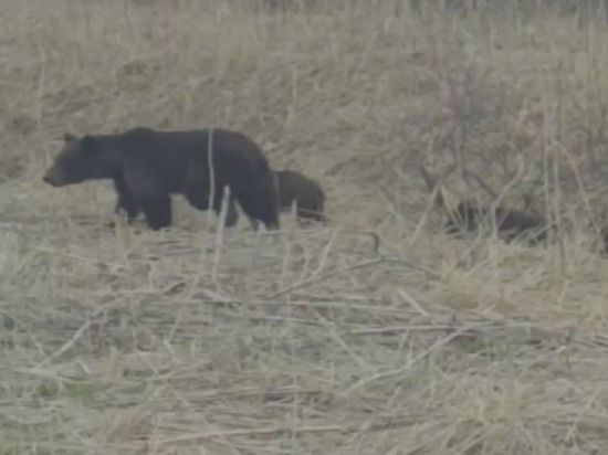 Житель Сахалина встретил медведицу с медвежатами
