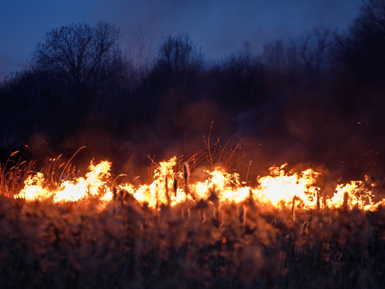 Двух поджигателей травы вычислили под Великими Луками при помощи системы «Лесохранитель»