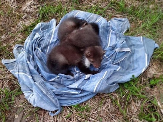 Волонтеры спасают выброшенных под Воронежем щенков каменной куницы