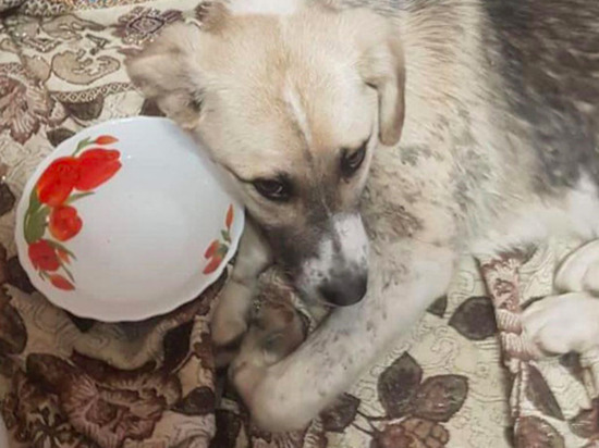 Жители Сахалина обнаружили щенка с переломанными лапами