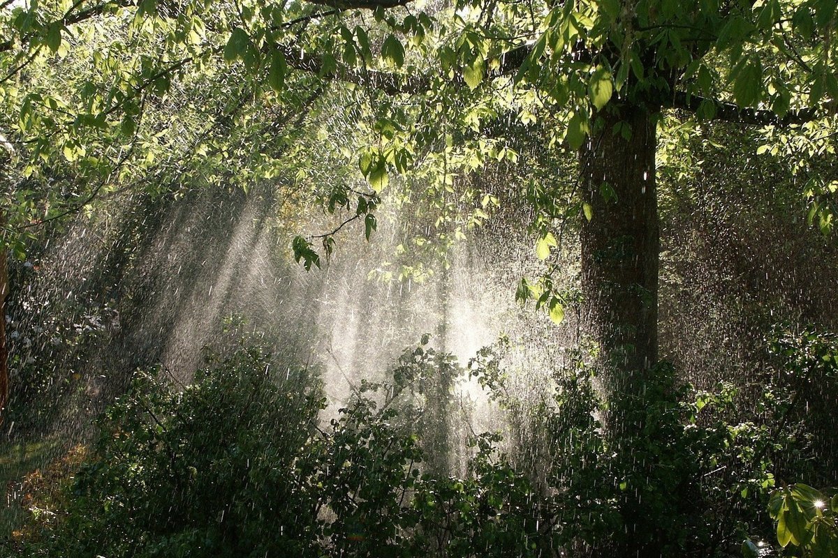 Дождь и солнце в лесу