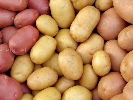 Двадцать рублей за клубень: цены на семенной картофель зашкаливают