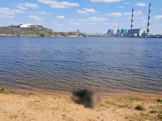 В Новомичуринске рыбаки нашли утопленника