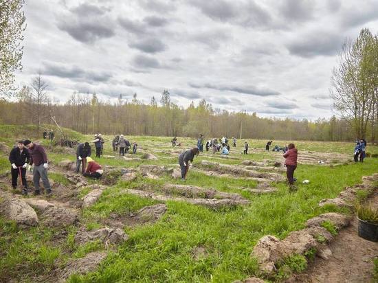 Алиханов вместе с жителями региона высадил два гектара хвойного леса