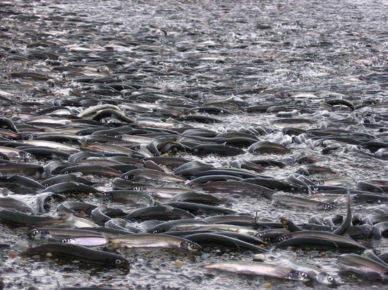 Рыба вывалилась из грузовика и перекрыла дорогу мурманским водителям