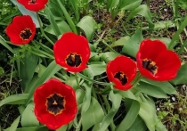 На Елагином острове готовятся к Фестивалю тюльпанов. В этом году он пройдет 14, 15, 21 и 22 мая, сообщили в пресс-службе ЦПКиО имени Кирова.