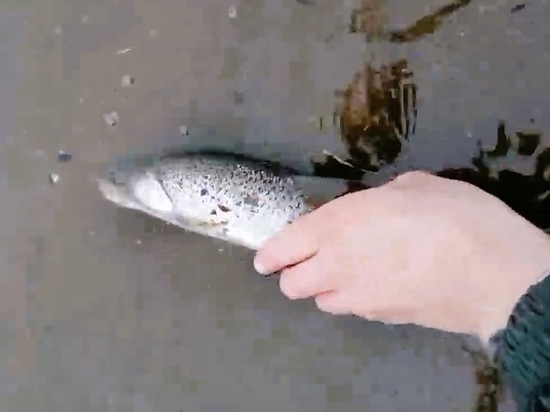 Рыбак поймал рыбу из Красной книги в центре Сахалина