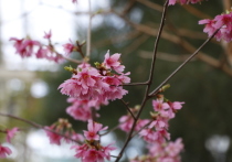 Весна в Петербург приходит с цветением сакуры. Каждый год петербуржцы ждут этого события и с радостью делятся фотографиями в социальных сетях.