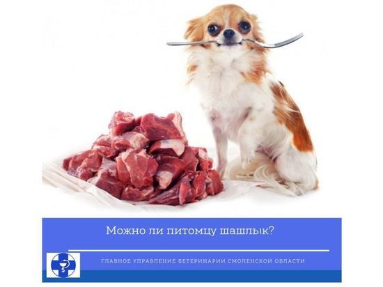 Смоленские ветеринары предупреждают - собакам шашлык вреден