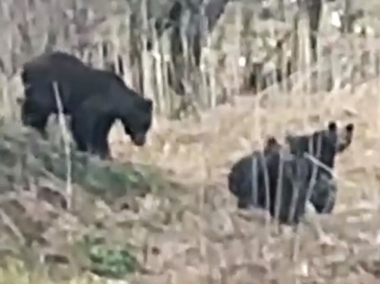 Медведица с тремя медвежатами вышла к автобусной остановке на Сахалине