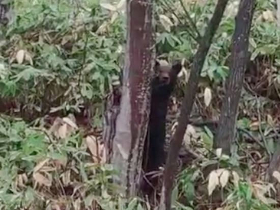 Медвежонок прятался за деревом и разглядывал водителей на Сахалине